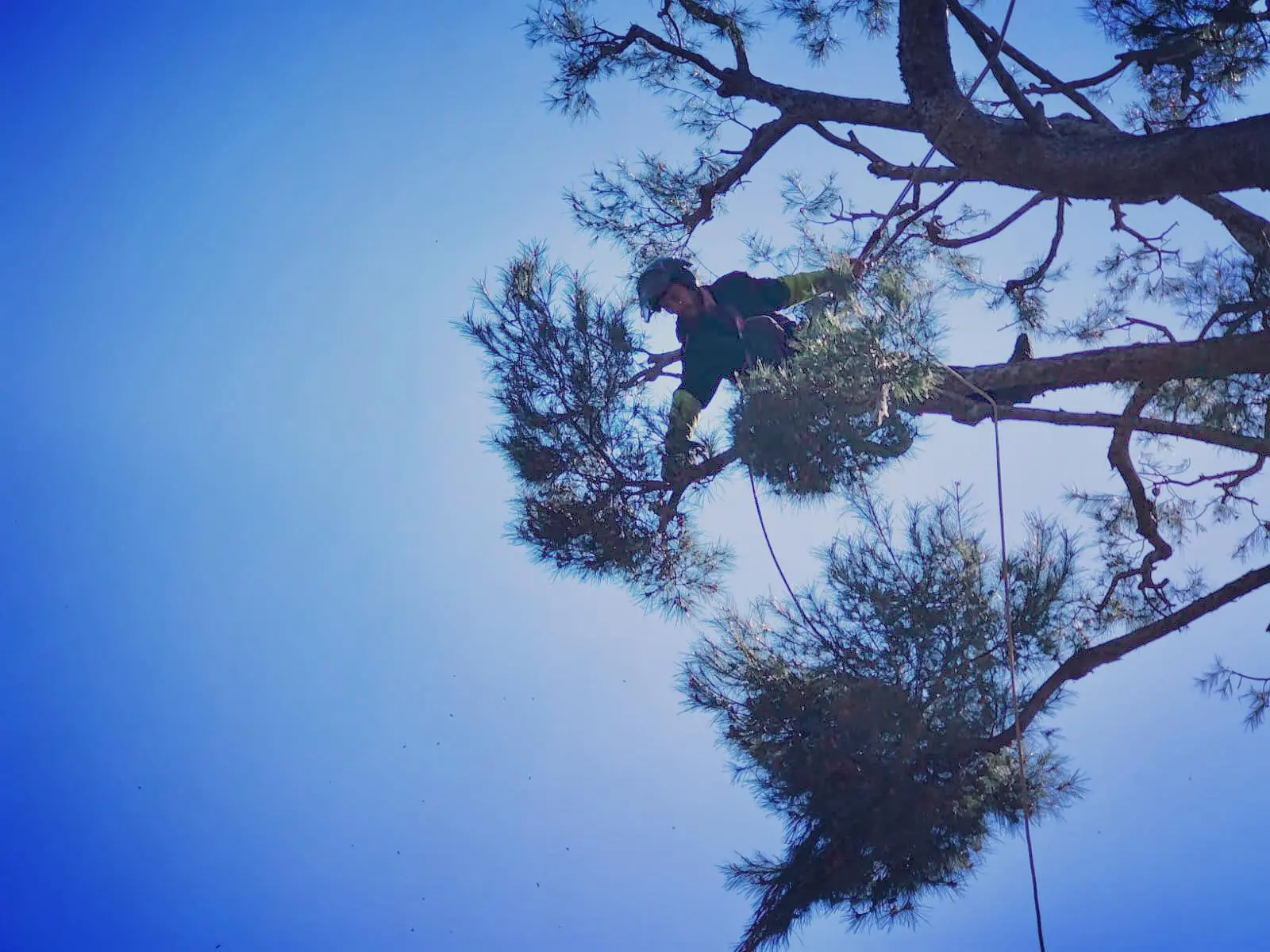 Élagage professionnel sécurisé Grasse